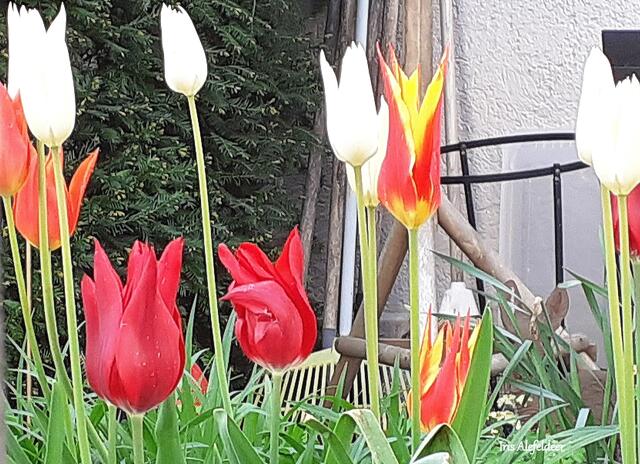 Foto: Iris  Alefelder