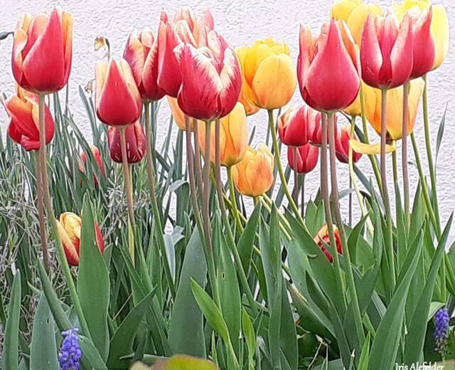 Foto: Iris  Alefelder