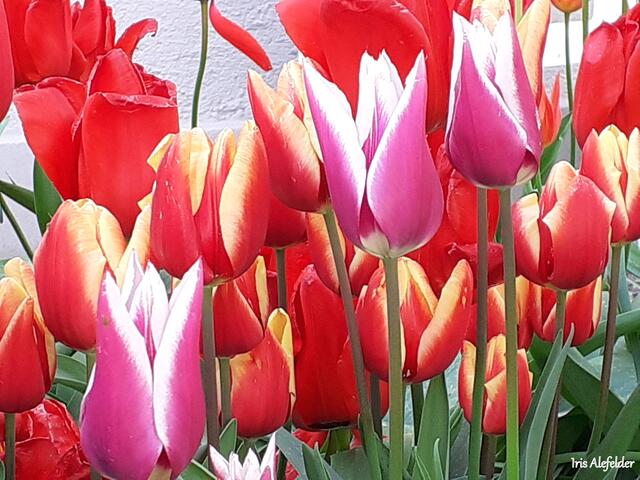 Foto: Iris  Alefelder