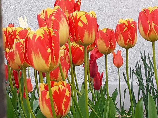 Foto: Iris  Alefelder