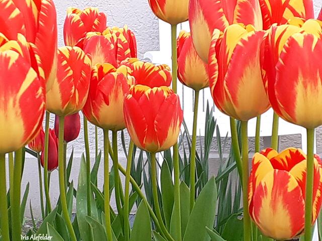 Foto: Iris  Alefelder