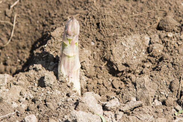 Sabinas Kochstudio -  Lauwarmer Spargelsalat mit Erdbeeren - Spargel vom Feld der Familie Losinger in Friedberg/Wulfertshausen | Foto: FSeventfoto