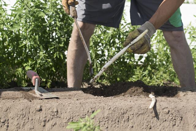 Sabinas Kochstudio -  Lauwarmer Spargelsalat mit Erdbeeren - Spargel vom Feld der Familie Losinger in Friedberg/Wulfertshausen | Foto: FSeventfoto