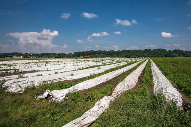 Sabinas Kochstudio -  Lauwarmer Spargelsalat mit Erdbeeren - Spargel vom Feld der Familie Losinger in Friedberg/Wulfertshausen | Foto: FSeventfoto