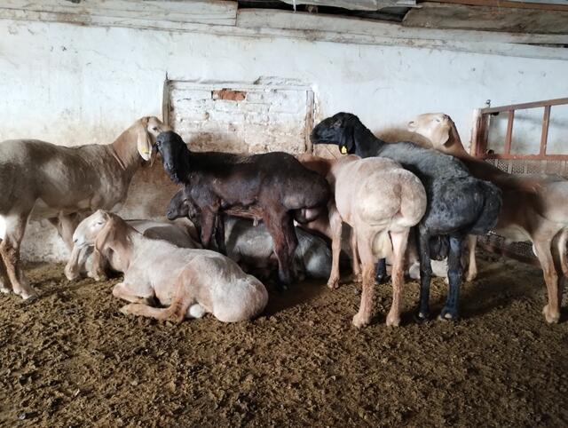 Besuch auf einem Bauernhof: Fettschwanzschafe.
