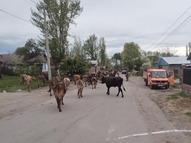 Kühen begegnet man in ländlichen Gegenden fast überall.
