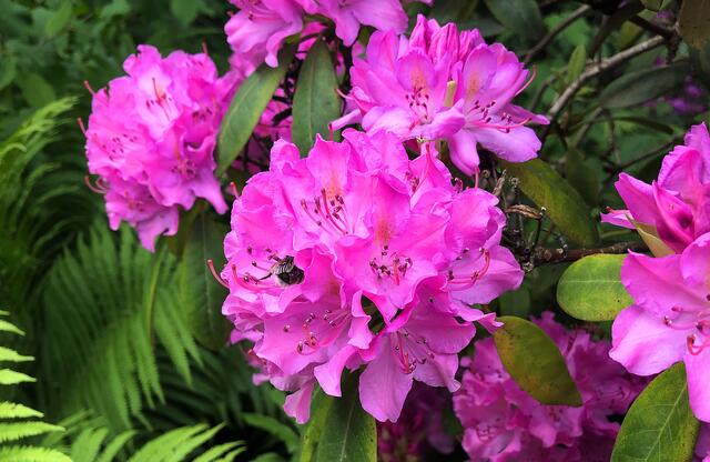 Blütenpracht im Mai