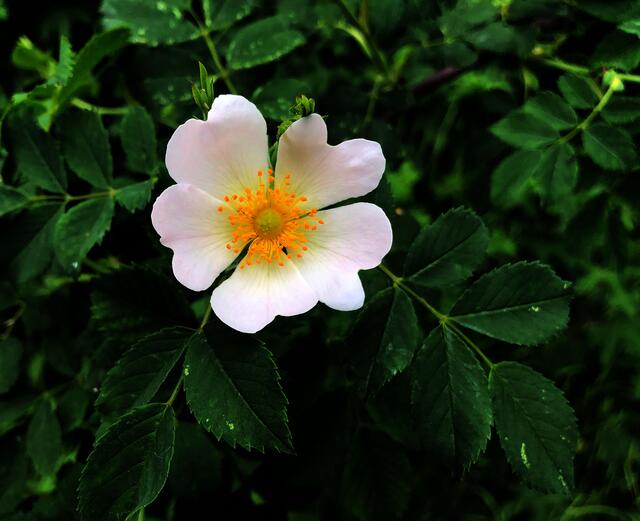 Blütenpracht im Mai