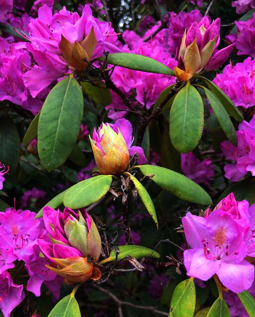 Blütenpracht im Mai