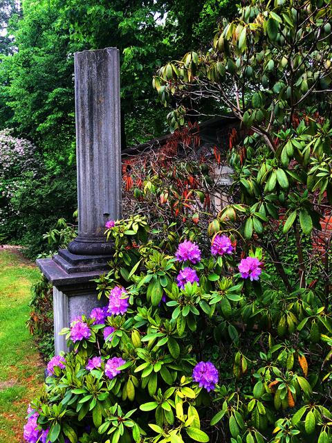 Blütenpracht im Mai