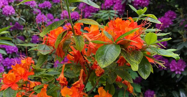 Blütenpracht im Mai