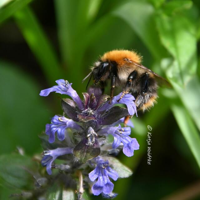 Garten im Jahreslauf (Foto: Katja Woidtke)

Artenvielfalt im mähfreien Mai - Ackerhummel (Bombus pascuorum) am Kriechenden Günsel (Ajuga reptans) | Foto: Katja Woidtke