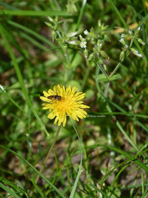 Garten im Jahreslauf (Foto: Katja Woidtke)

Artenvielfalt im mähfreien Mai - Hainschwebfliege (Episyrphus balteatus) | Foto: Katja Woidtke