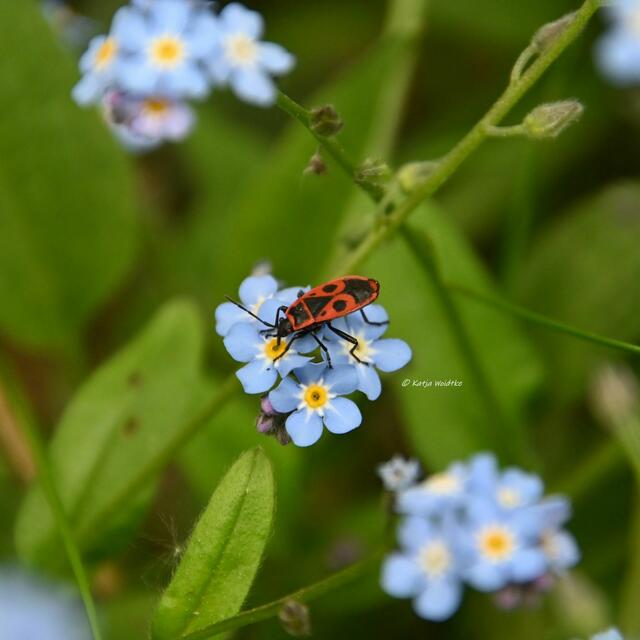 Garten im Jahreslauf (Foto: Katja Woidtke)

Artenvielfalt im mähfreien Mai - Gemeine Feuerwanze (Pyrrhocoris apterus) | Foto: Katja Woidtke