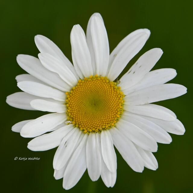 Garten im Jahreslauf (Foto: Katja Woidtke)

Artenvielfalt im mähfreien Mai - Wiesenmargerite (Leucanthemum vulgare) auf unserer wilden Wiese | Foto: Katja Woidtke