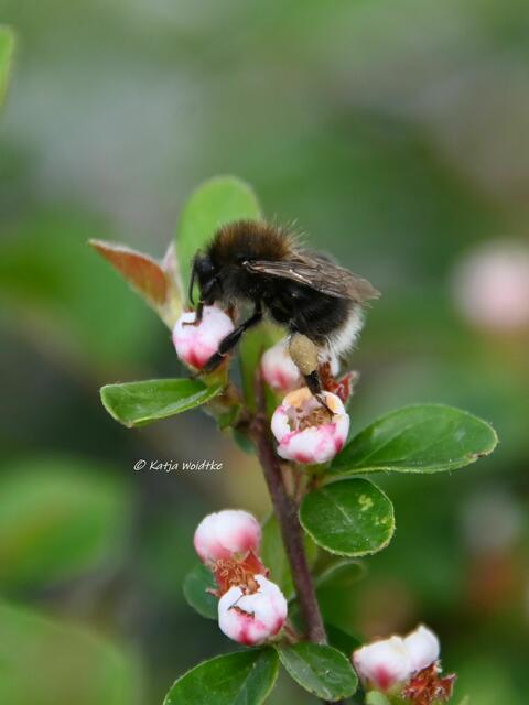 Garten im Jahreslauf (Foto: Katja Woidtke)

Artenvielfalt im mähfreien Mai - Baumhummel (Bombus hypnorum) | Foto: Katja Woidtke