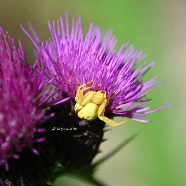 Garten im Jahreslauf (Foto: Katja Woidtke)

Artenvielfalt im mähfreien Mai - Weibchen der Veränderlichen Krabbenspinne (Misumena vatia) | Foto: Katja Woidtke