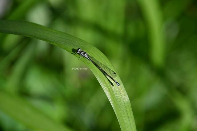 Garten im Jahreslauf (Foto: Katja Woidtke)

Artenvielfalt im mähfreien Mai - Weibchen der Hufeisen-Azurjungfer (Coenagrion puella) | Foto: Katja Woidtke