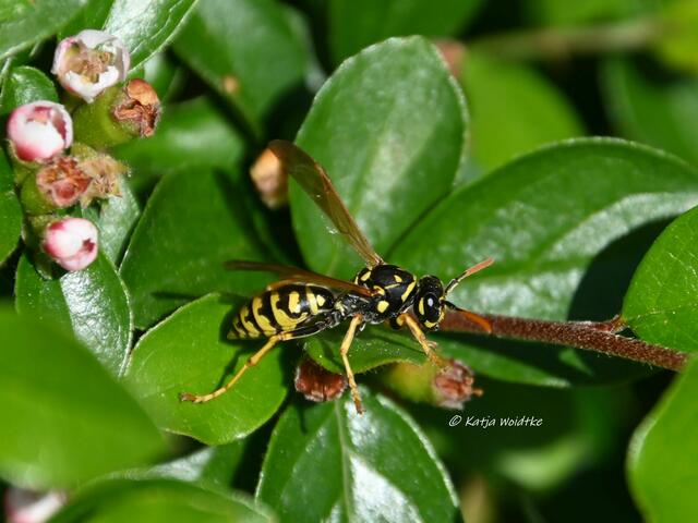 Garten im Jahreslauf (Foto: Katja Woidtke)

Artenvielfalt im mähfreien Mai - Haus-Feldwespe (Polistes dominula) | Foto: Katja Woidtke