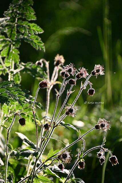 Garten im Jahreslauf (Foto: Katja Woidtke)

Artenvielfalt im mähfreien Mai - Bach-Nelkenwurz (Geum rivale) im Gegenlicht | Foto: Katja Woidtke