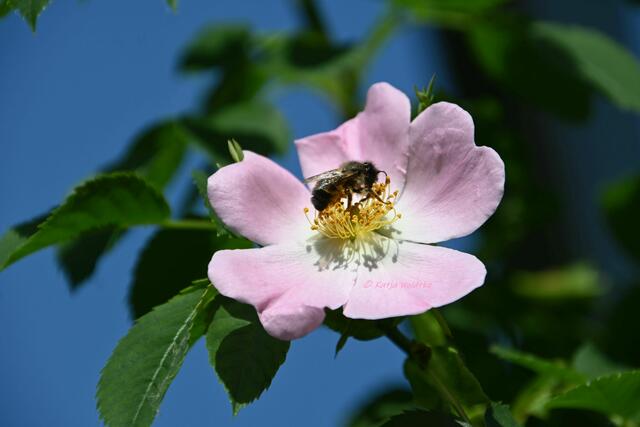 Garten im Jahreslauf (Foto: Katja Woidtke)

Artenvielfalt im mähfreien Mai - Rostrote Mauerbiene (Osmia bicornis) auf der Blüte einer Wildrose

Die Wildrose hatten Vögel in unseren Garten gebracht. | Foto: Katja Woidtke