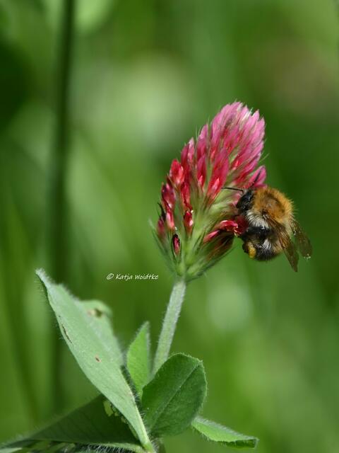 Garten im Jahreslauf (Foto: Katja Woidtke)

Artenvielfalt im mähfreien Mai - Ackerhummel (Bombus pascuorum) | Foto: Katja Woidtke