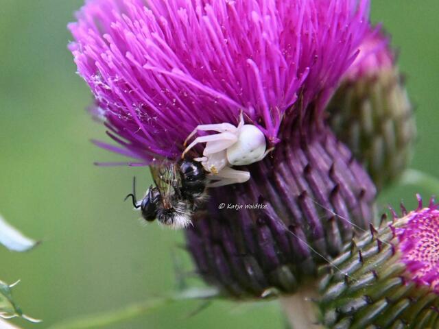 Garten im Jahreslauf (Foto: Katja Woidtke)

Artenvielfalt im mähfreien Mai - Veränderliche Krabbenspinne auf Beutefang  (Misumena vatia) | Foto: Katja Woidtke