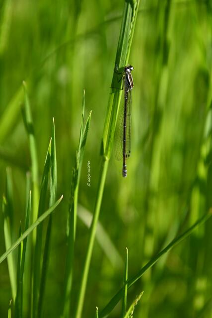 Garten im Jahreslauf (Foto: Katja Woidtke)

Artenvielfalt im mähfreien Mai - Weibchen der Hufeisen-Azurjungfer (Coenagrion puella) sonnt sich auf der wilden Wiese | Foto: Katja Woidtke