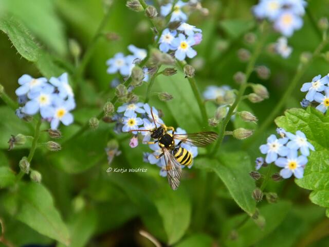 Garten im Jahreslauf (Foto: Katja Woidtke)

Artenvielfalt im mähfreien Mai - Gegürtelte Wespenbiene (Nomada succincta) | Foto: Katja Woidtke