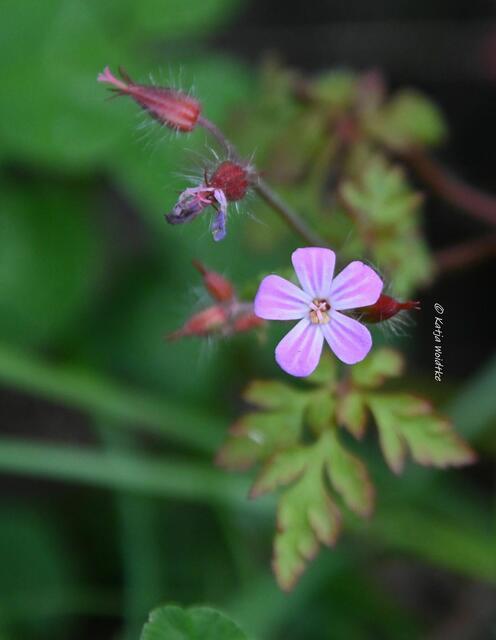 Garten im Jahreslauf (Foto: Katja Woidtke)

Artenvielfalt im mähfreien Mai - Stinkender Storchschnabel / Ruprechtskraut  (Geranium robertianum) | Foto: Katja Woidtke