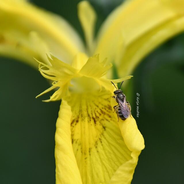 Garten im Jahreslauf (Foto: Katja Woidtke)

Artenvielfalt im mähfreien Mai - Schmalbiene unbestimmt auf der Blüte einer Sumpf-Schwertlilie (Iris pseudacorus) | Foto: Katja Woidtke