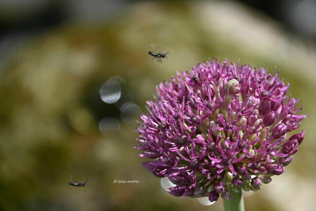 Garten im Jahreslauf (Foto: Katja Woidtke)

Artenvielfalt im mähfreien Mai - unbestimmte Maskenbiene im Anflug auf die Blüte des Zierlauchs | Foto: Katja Woidtke