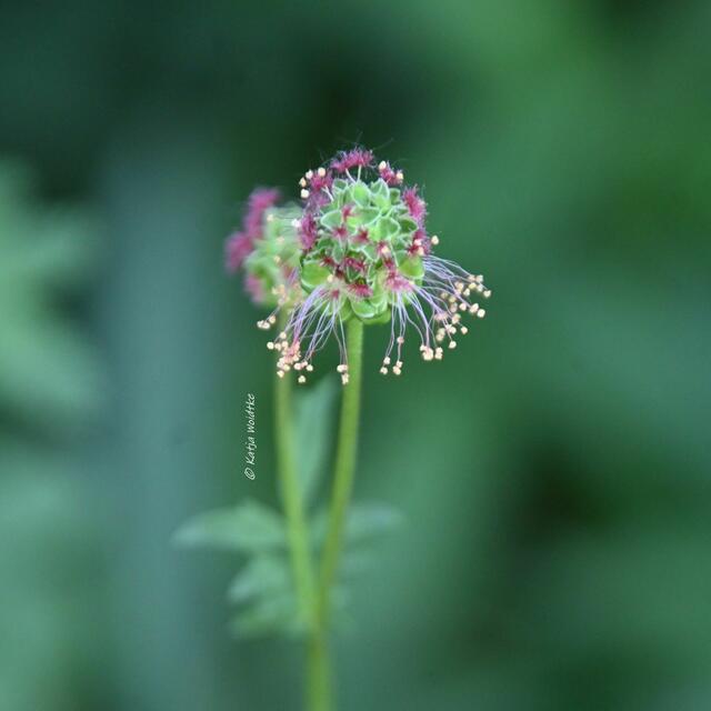 Garten im Jahreslauf (Foto: Katja Woidtke)

Artenvielfalt im mähfreien Mai - Pimpinelle / Kleiner Wiesenknopf (Sanguisorba minor) | Foto: Katja Woidtke