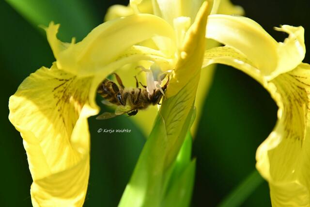 Garten im Jahreslauf (Foto: Katja Woidtke)

Artenvielfalt im mähfreien Mai - drei auf einen Streich mit Gewöhnlicher Bindensandbiene (Andrena flavipes) als Beute | Foto: Katja Woidtke