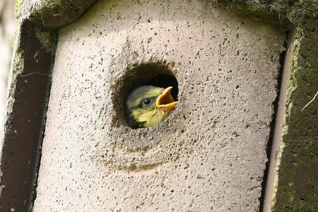 Foto: Copyright Andreas Schäfer