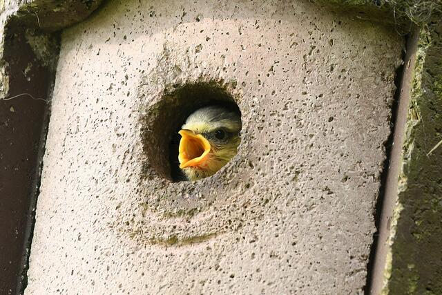 Foto: Copyright Andreas Schäfer