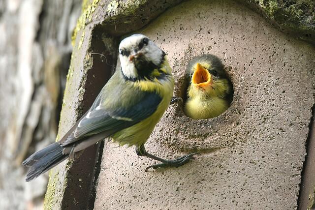 Foto: Copyright Andreas Schäfer