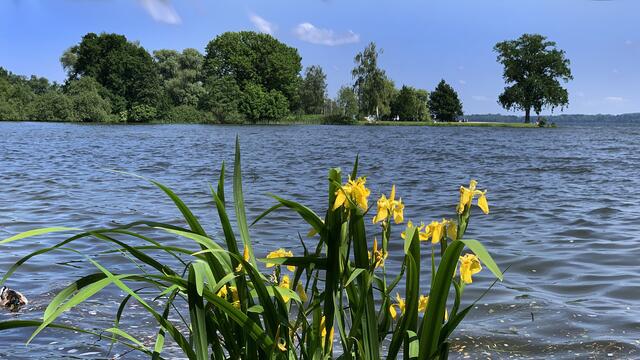 Am Ufer des Schweriner Sees blühen Wasserlilien. Im Hintergrund ist die Marstallhalbinsel zu sehen. Foto: Helmut Kuzina