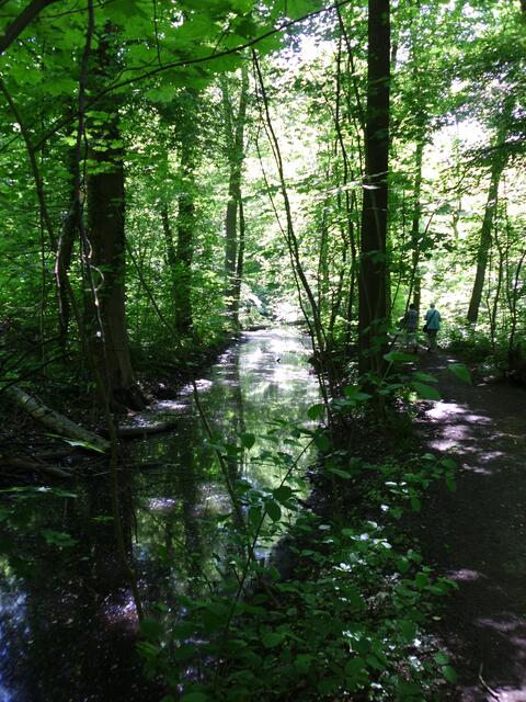 Der Stechmückengraben