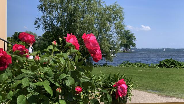 Vor der Schlosskolonnade blühen die historischen Hochstammrosen (19. Jahrhundert) besonders prächtig. Foto: Helmut Kuzina