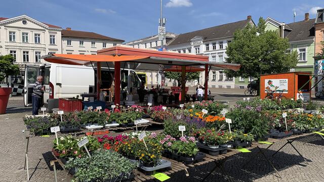 Auf dem Bahnhofsvorplatz werden Sommerpflanzen für Garten, Balkon, Terrasse oder Pflanzkübel angeboten. Foto: Helmut Kuzina