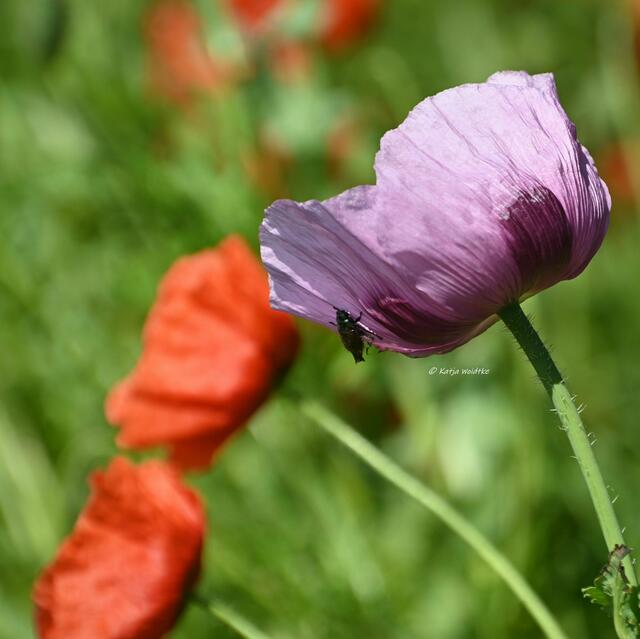 Mohnblüte in Niedersachsen (Foto: Katja Woidtke)

Tanzende Mohnblüten im Maiwind | Foto: Katja Woidtke