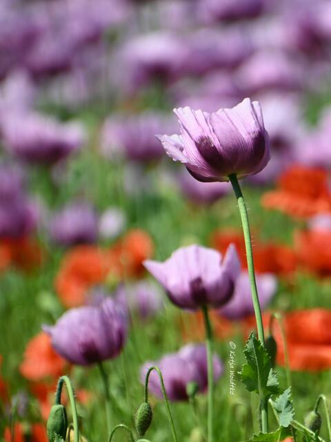 Mohnblüte in Niedersachsen (Foto: Katja Woidtke)

Tanzende Mohnblüten im Maiwind | Foto: Katja Woidtke