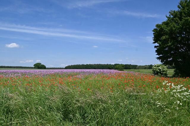 Mohnblüte in Niedersachsen (Foto: Katja Woidtke)

Tanzende Mohnblüten im Maiwind | Foto: Katja Woidtke