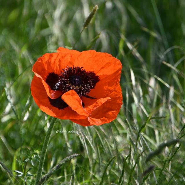 Mohnblüte in Niedersachsen (Foto: Katja Woidtke)

Tanzende Mohnblüten im Maiwind | Foto: Katja Woidtke