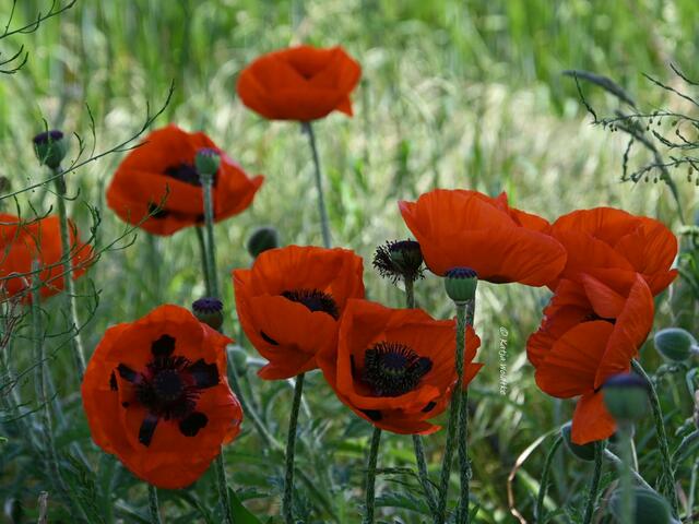 Mohnblüte in Niedersachsen (Foto: Katja Woidtke)

Tanzende Mohnblüten im Maiwind | Foto: Katja Woidtke