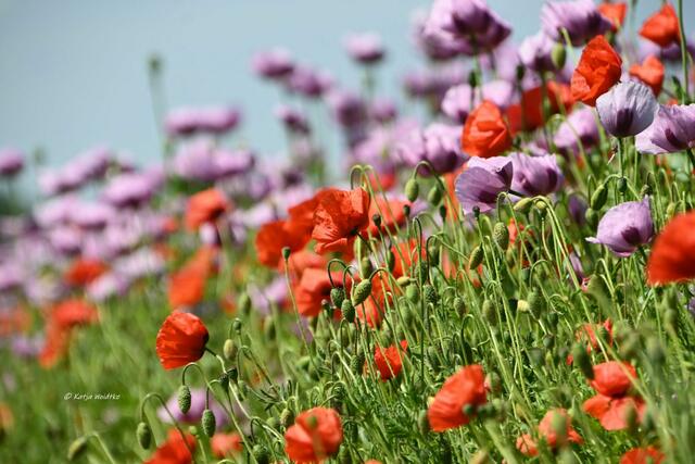 Mohnblüte in Niedersachsen (Foto: Katja Woidtke)

Tanzende Mohnblüten im Maiwind | Foto: Katja Woidtke