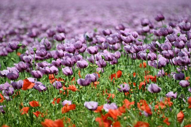 Mohnblüte in Niedersachsen (Foto: Katja Woidtke)

Tanzende Mohnblüten im Maiwind | Foto: Katja Woidtke