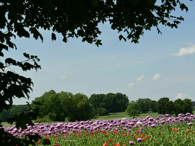 Mohnblüte in Niedersachsen (Foto: Katja Woidtke)

Tanzende Mohnblüten im Maiwind | Foto: Katja Woidtke