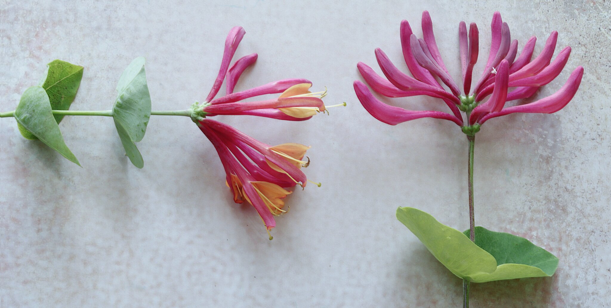 W i s s e n s w e r t e s: Das 'Gartengeiblatt' (Lonicera caprifolium),  auch 'Jelngerjelieber' genannt ... - Bochum